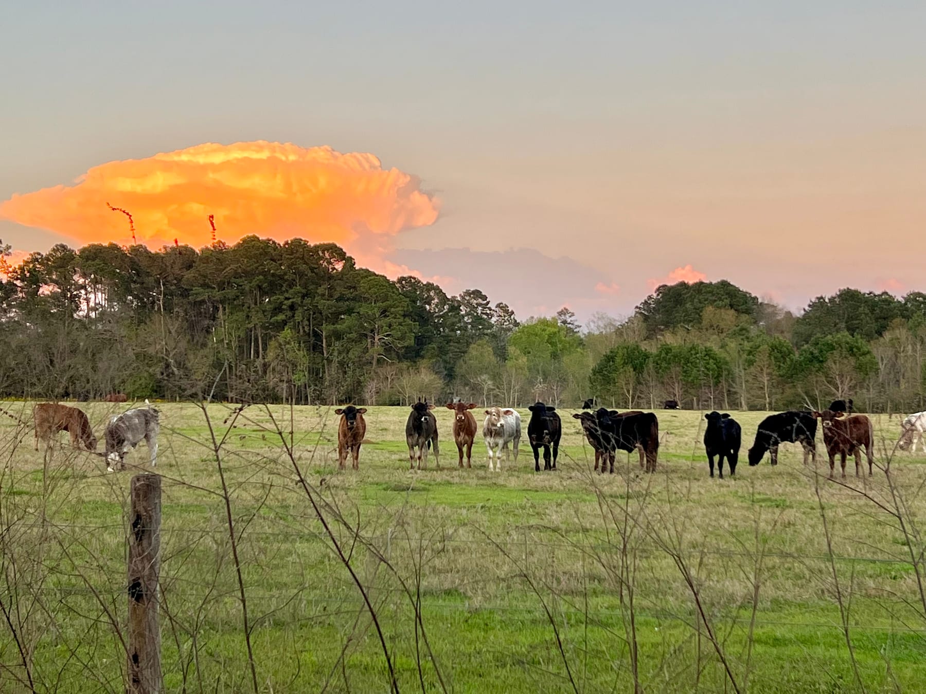 Cattle in a South Georgia pasture under a sunset thunderhead